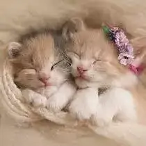cute cat images for whatsapp dp
